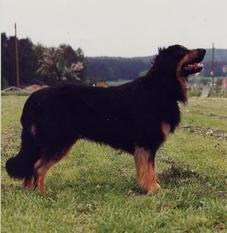 Asmus von der Goldkutte Asmus von der Goldkutte