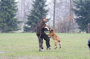Bo-Thyson vom Hölzleswald Bo-Thyson vom Hölzleswald