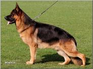 dog image background