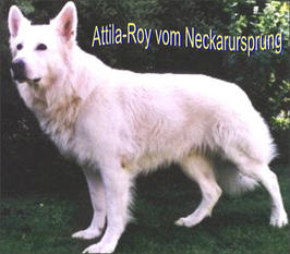 Attila-Roy vom Neckarursprung Attila-Roy vom Neckarursprung