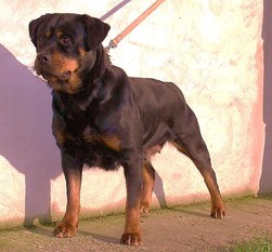 Lady de la Corte Canina Lady de la Corte Canina