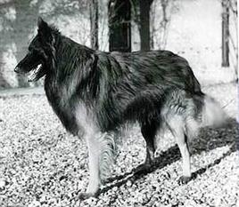 Pitou des Hauts de Bièvre Pitou des Hauts de Bièvre