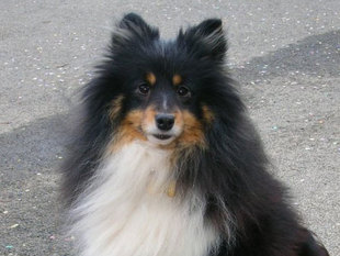 Shelby des Highlands de la Taute Shelby des Highlands de la Taute