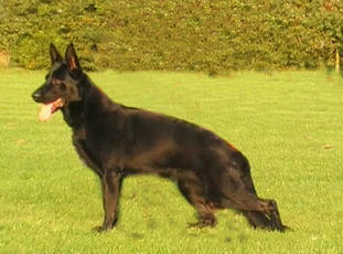 Cessy aus dem freien Friesland Cessy aus dem freien Friesland