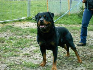 Brutus vom Räuberweg Brutus vom Räuberweg