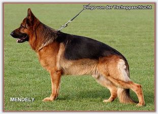 Dingo von der Tscheppaschlucht Dingo von der Tscheppaschlucht
