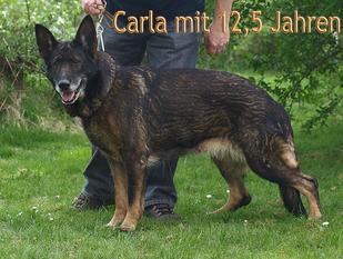 Carla von den Glinziger Teichen Carla von den Glinziger Teichen