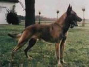 Atak van Hoveld Atak van Hoveld