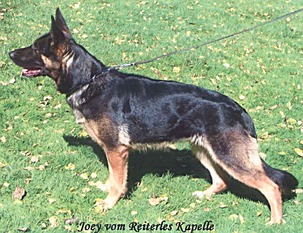 Joey vom Reiterles Kapelle Joey vom Reiterles Kapelle
