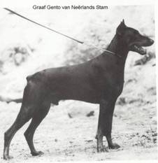 Graaf Gento van Neerlands Stam (NHSB 405091) Graaf Gento van Neerlands Stam (NHSB 405091)