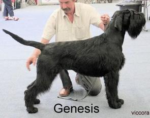 Genesis von der Talmühle Genesis von der Talmühle