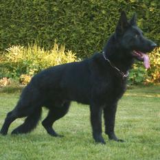 Bruce von der wilden Nachbarschaft Bruce von der wilden Nachbarschaft