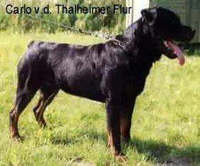 Carlo von der Thalheimer Flur Carlo von der Thalheimer Flur