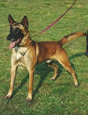 Aramis von der Brunnenstadt Aramis von der Brunnenstadt