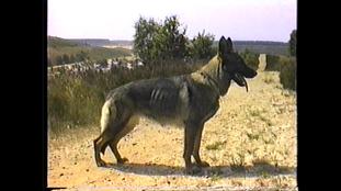 Jarda vom Haus Larwin Jarda vom Haus Larwin