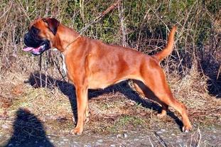 Cobra von Cujo Cobra von Cujo