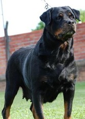 Xari Fanton von Olivio Xari Fanton von Olivio