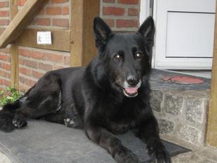 Daika von der Felsenmühle Daika von der Felsenmühle