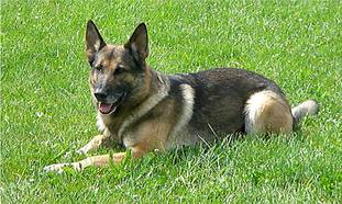Arthus vom Grenzwolf Arthus vom Grenzwolf