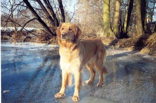 Penny vom Schondratal Penny vom Schondratal