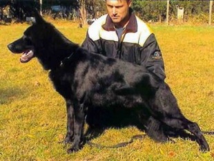 Santo Vikar Santo Vikar