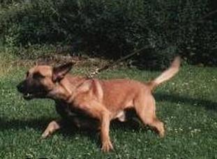 Dog Security Pirat Dog Security Pirat