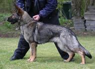 Anca vom Wolfsmoor