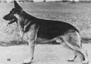 Brix von der Jagdgrenze Brix von der Jagdgrenze