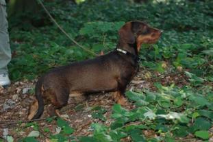 Polly von den braunen Erdhunden Polly von den braunen Erdhunden