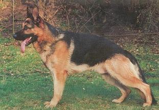 Xanthos vom Fredebach Xanthos vom Fredebach