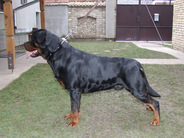 Rick vom Grossen Tal