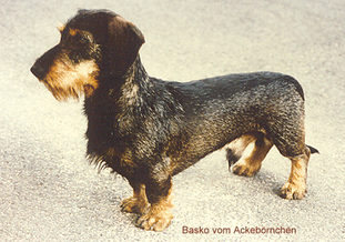 Basco vom Ackebörnchen Basco vom Ackebörnchen