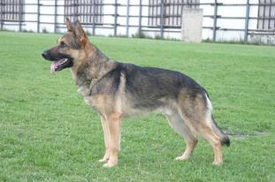Jakob vom Wolfsgraben Jakob vom Wolfsgraben