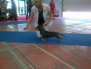 Cleo vom Hause Impera-Rott Cleo vom Hause Impera-Rott