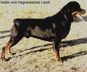 Nobbi vom Hegnenbacher Landl Nobbi vom Hegnenbacher Landl