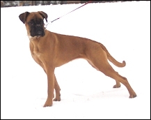 Pia von der Boxer-Meute Pia von der Boxer-Meute