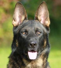 Kenai von der schwarzen Natter Kenai von der schwarzen Natter