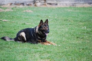Dingo vom Gimpelwald Dingo vom Gimpelwald