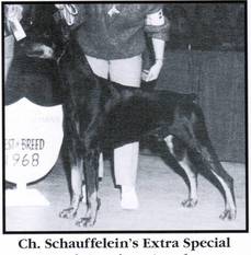 Schauffelein's Extra Special Schauffelein's Extra Special