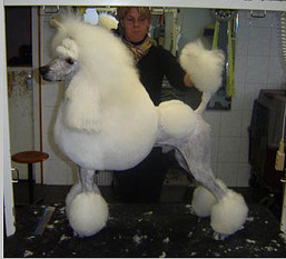 Art Attack Ready Steady go Art Attack Ready Steady go