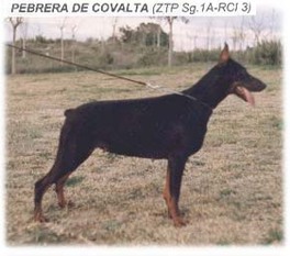 Pebrera de Covalta Pebrera de Covalta