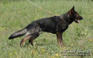 Odin z Klemova dvora CS Odin z Klemova dvora CS