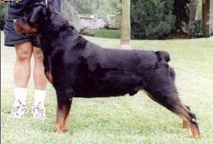 Noris Black Iron Rott Noris Black Iron Rott