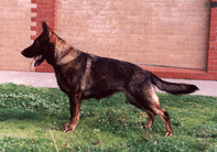 dog image background