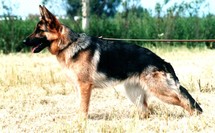 Kira von der Schanze