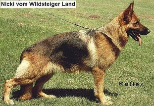 Nicki vom Wildsteiger Land Nicki vom Wildsteiger Land