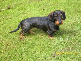 Coco von de Dreyster Drift Coco von de Dreyster Drift