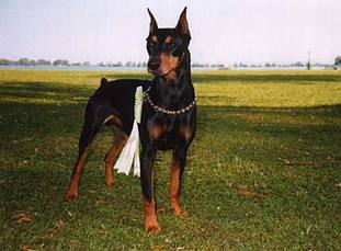 Duffy von der Lohhecke Duffy von der Lohhecke