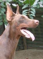 Merlin von Cobra Merlin von Cobra