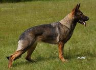 Amy vom Wolfsdreieck